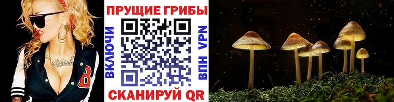 ссылка на мегу ТОР  Кыштым  Галлюциногенные грибы MAGIC MUSHROOMS 